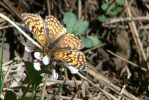 PICTURES/Reyonlds Creek Trail - Tonto National Forest/t_Moth6.JPG